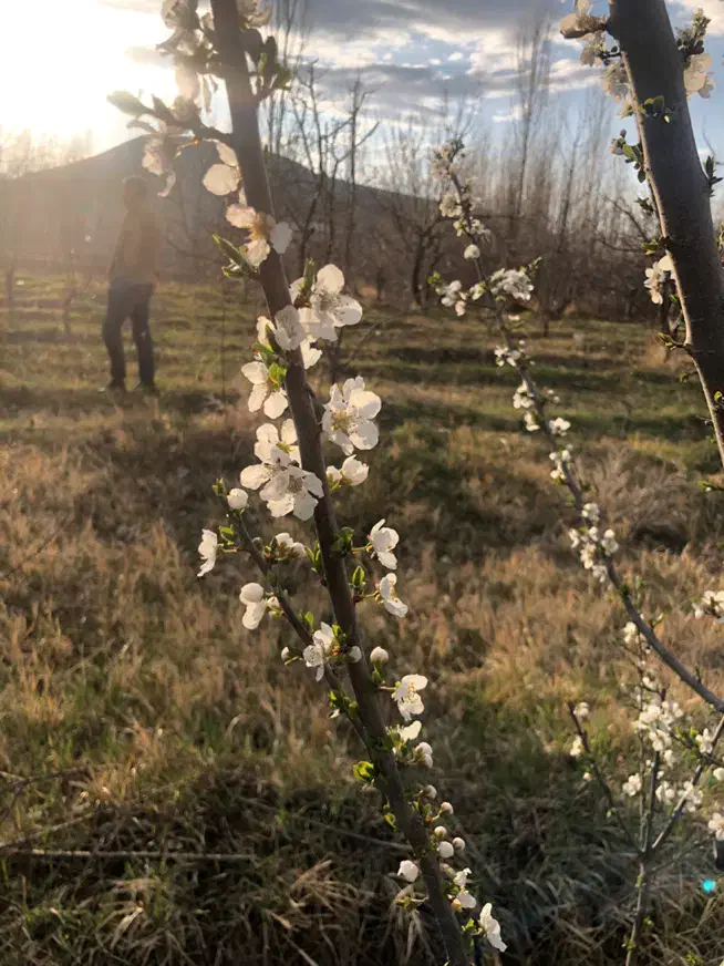 باغچه با موقعیت عالی فروش فوری روستای اونار|فروش زمین و ملک کلنگی|مشگین شهر, |دیوار