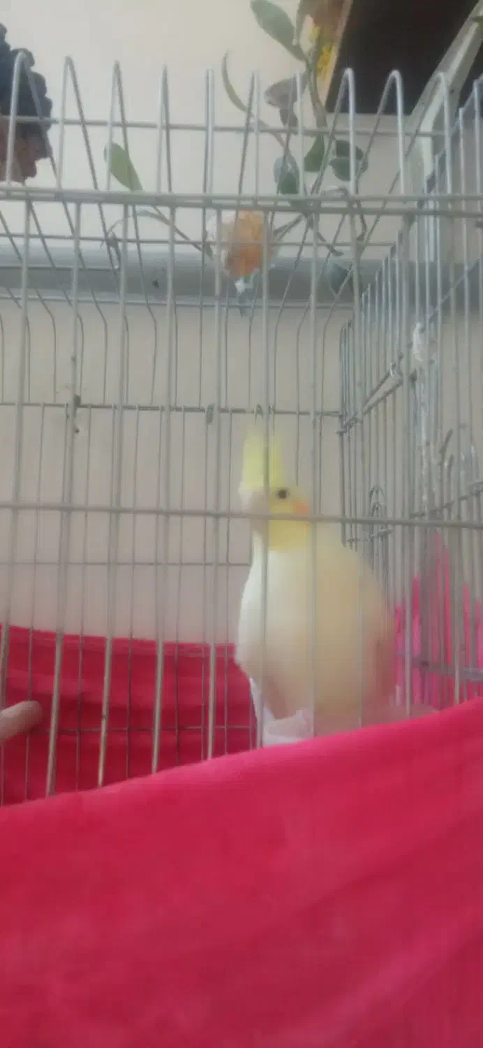 یک جفت عروس هلندی|پرنده|بومهن, |دیوار