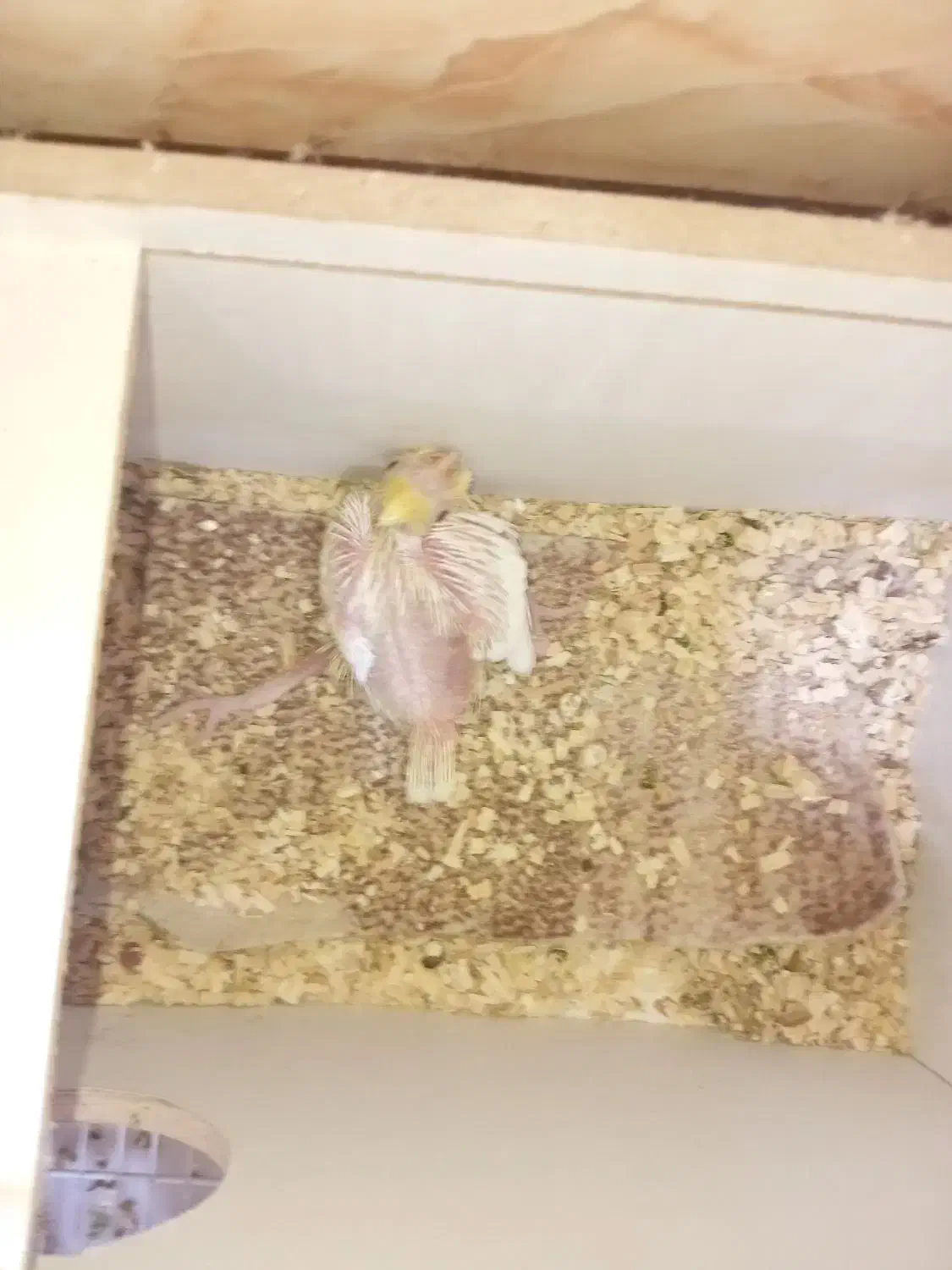 عروس هلندی|پرنده|شادگان, |دیوار