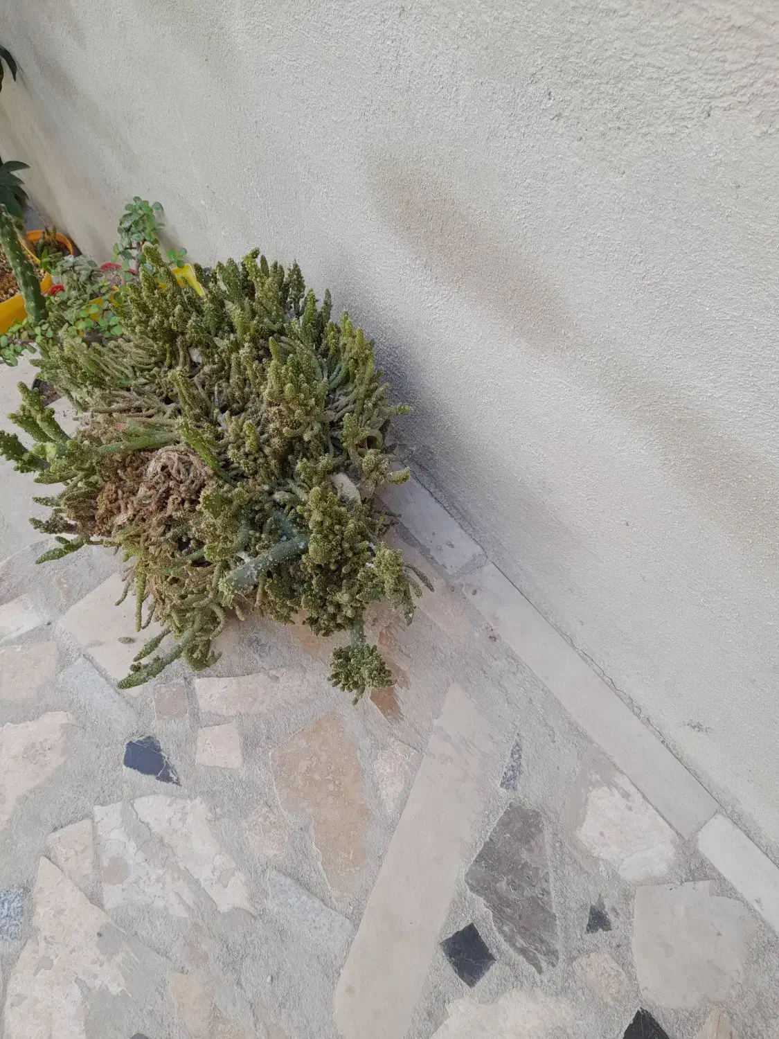 بن سای|گل و گیاه طبیعی|اردبیل, |دیوار