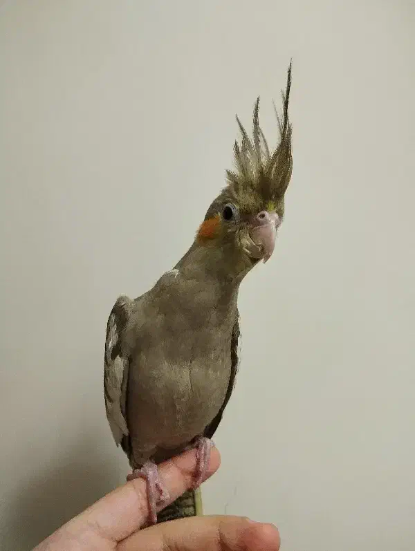 عروس هلندی|پرنده|لار, |دیوار