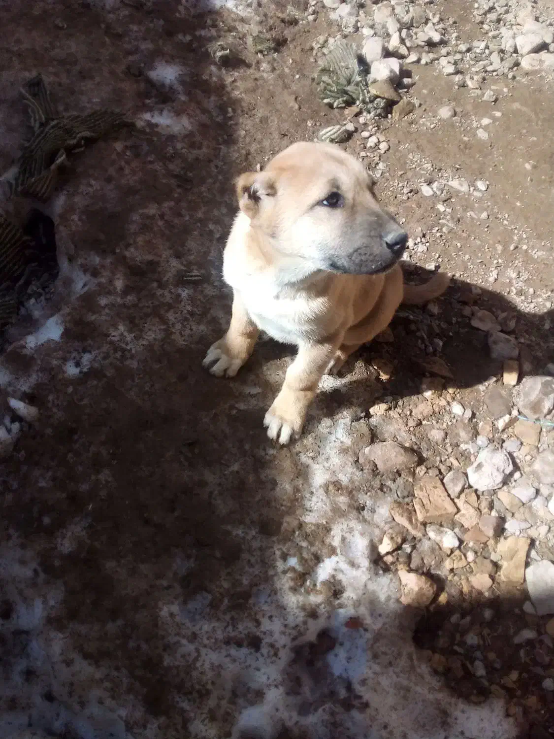 ماده سگ|سگ|فاروج, |دیوار