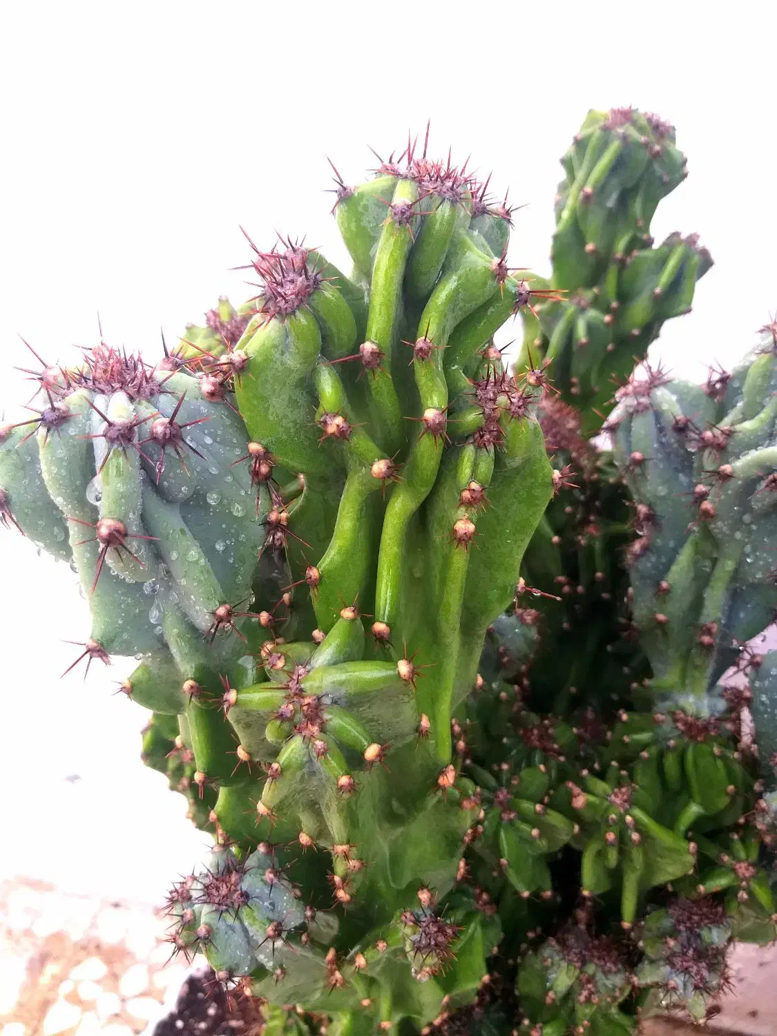 کاکتوس های فوق العاده|گل و گیاه طبیعی|رضوانشهر, |دیوار