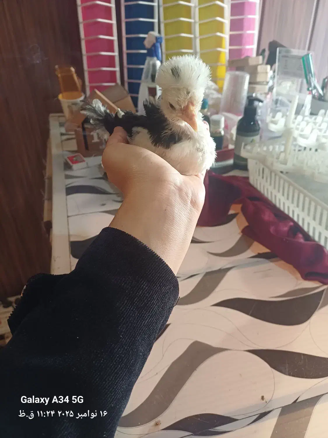 فروش جوجه|حیوانات مزرعه|لنگرود, |دیوار