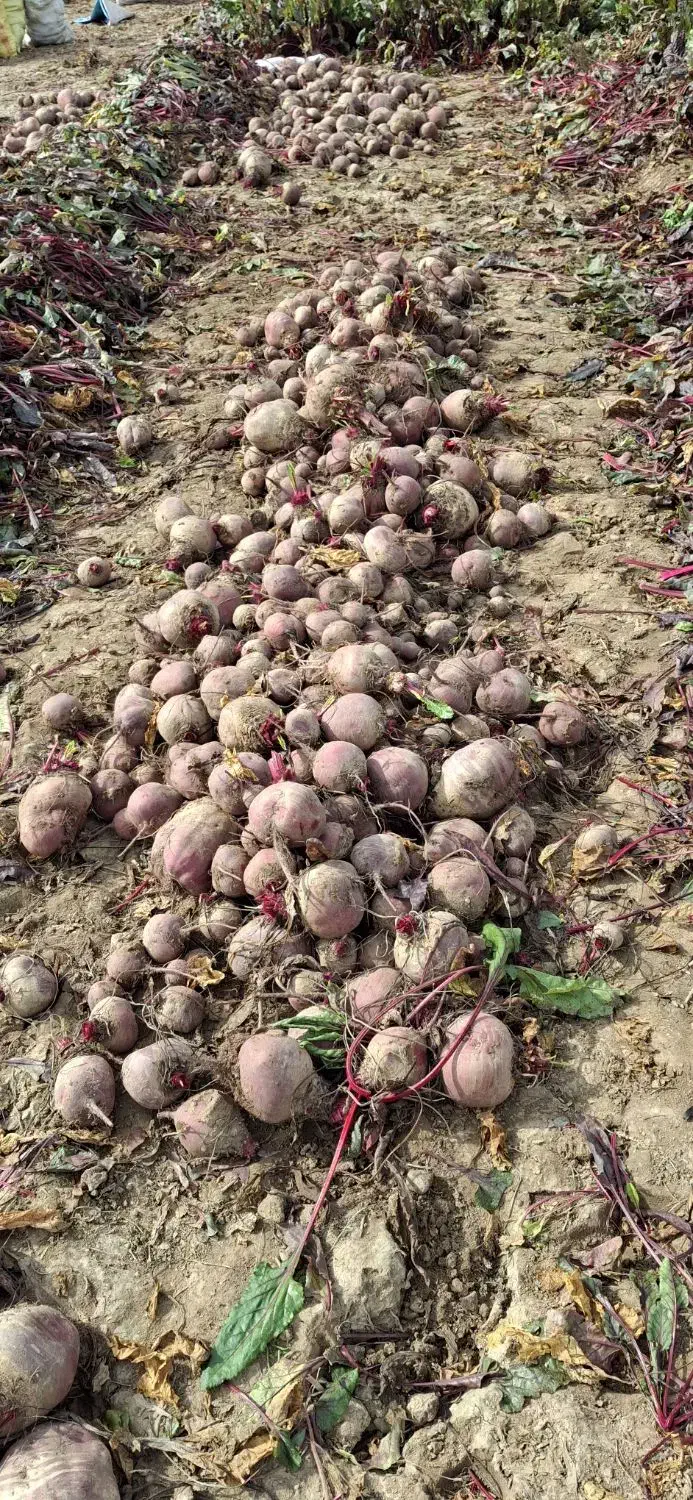 چغندر لبو|خوردنی و آشامیدنی|ارشق, |دیوار