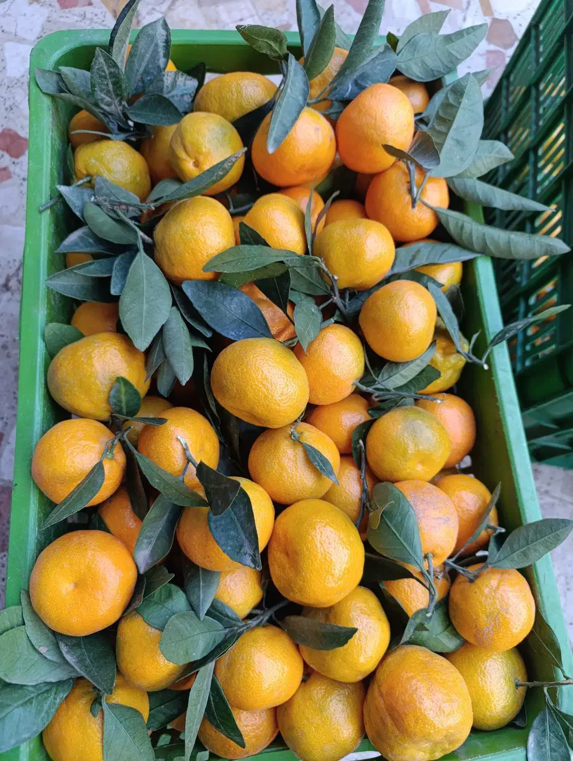 فروش نارنگی وپرتقال تازه چین وشیرین به مقدار محدود|خوردنی و آشامیدنی|واجارگاه, |دیوار