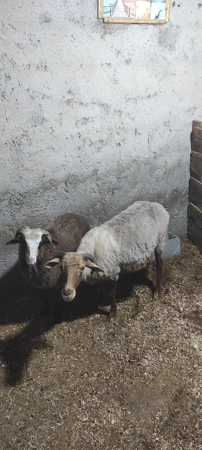 گوسفند با بره نر|حیوانات مزرعه|رویان, |دیوار