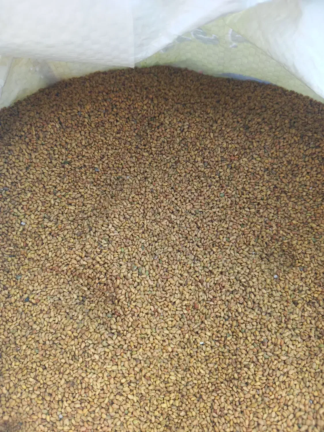 بذ ر یونجه بغدادی|حیوانات مزرعه|ریگ, |دیوار