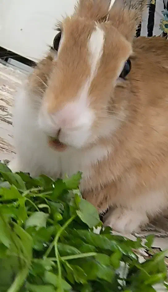 خرگوش|موش و خرگوش|ایلام, |دیوار