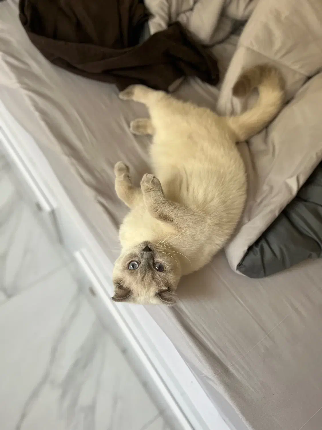 اسکاتیش فولد بلو ماده|گربه|نوشهر, |دیوار