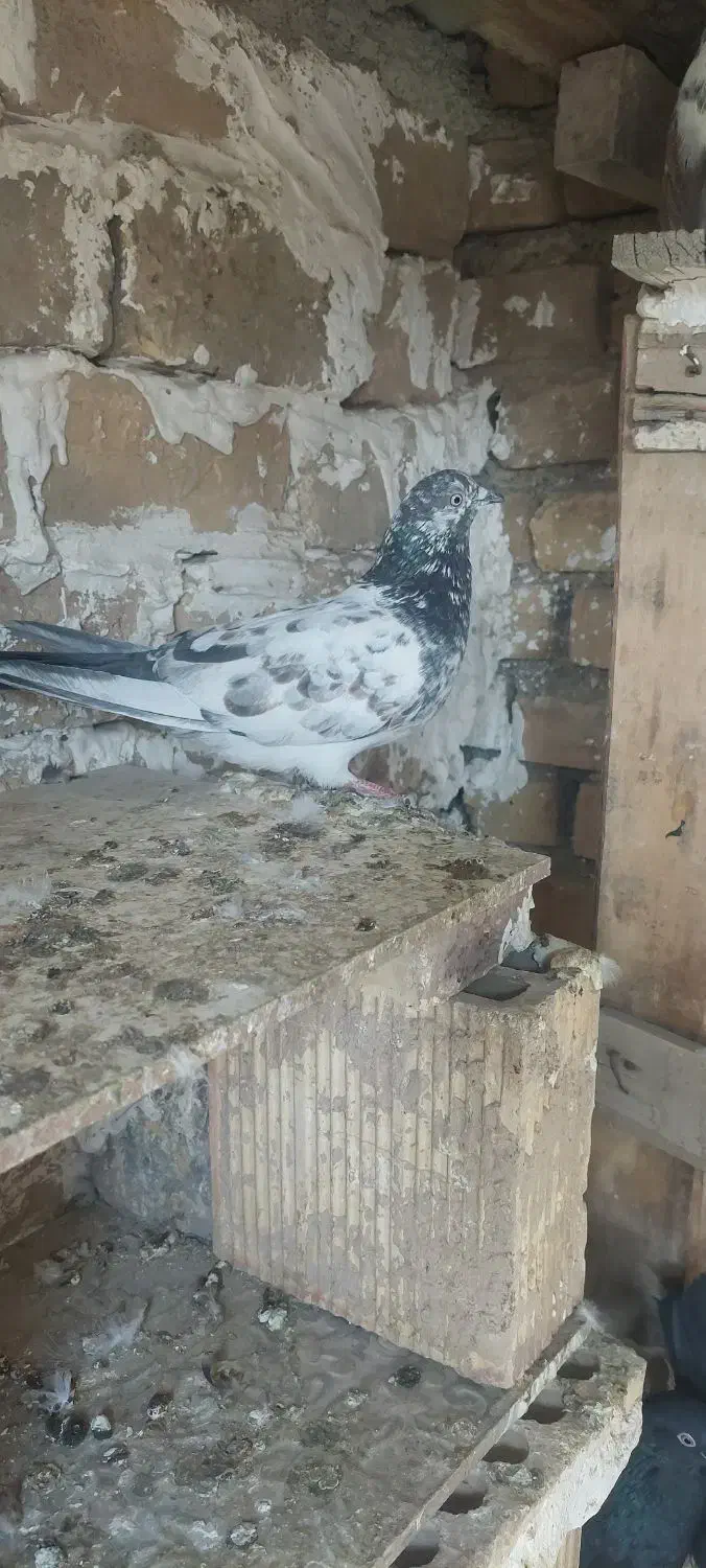 ماده پرشی عالی|پرنده|رباطکریم, رباطکریم|دیوار