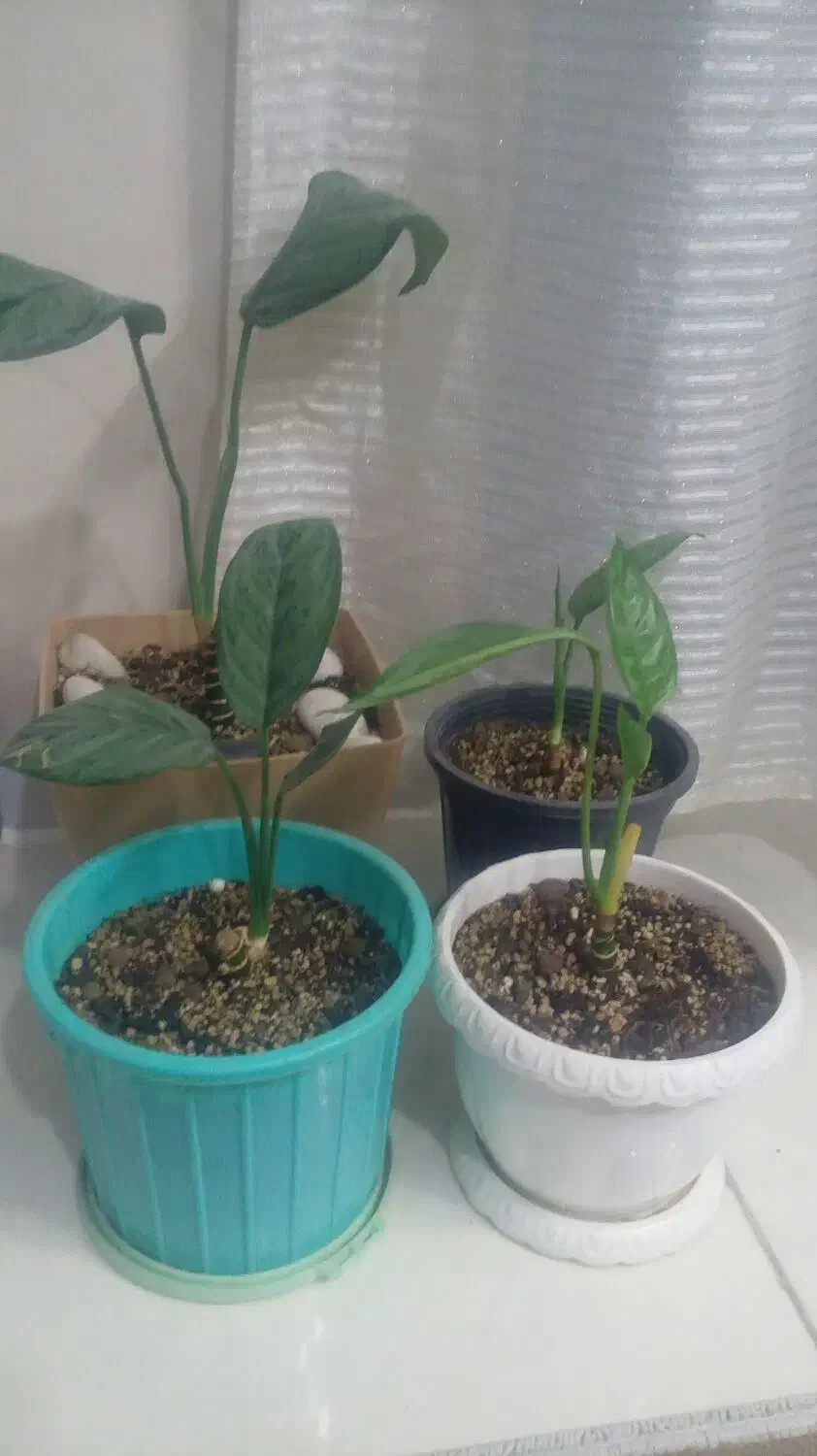 گل گلدون درخت زیبادر حدنو|گل و گیاه طبیعی|مشهد, ایثارگران|دیوار