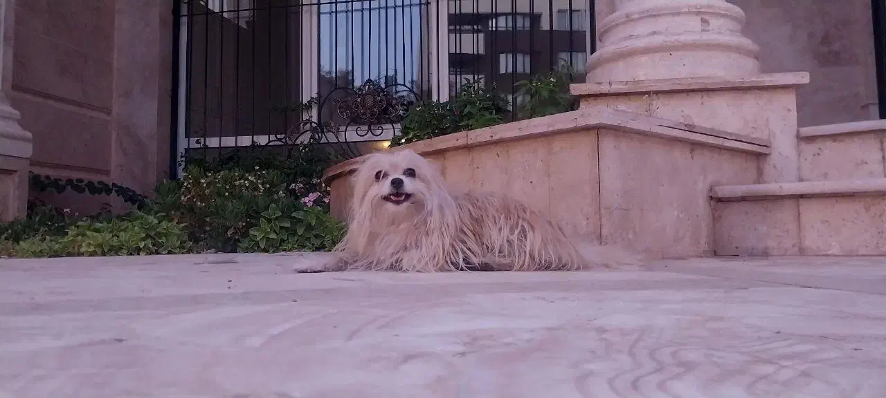 سگ گم شده|حیوانات|کرمان, |دیوار