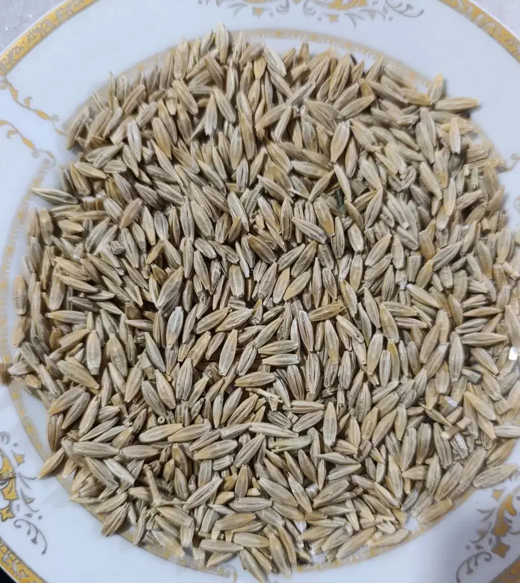 فروش جو دیم درجه یک برا بذر|خدمات باغبانی و درختکاری|نورآباد, |دیوار