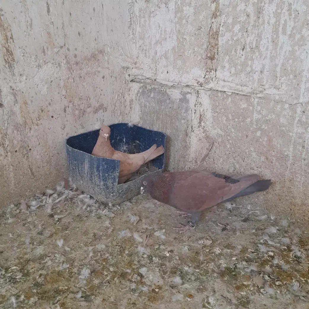 کبوترزردماده به شرط پرش وجوجه|پرنده|ملک‌آباد, |دیوار