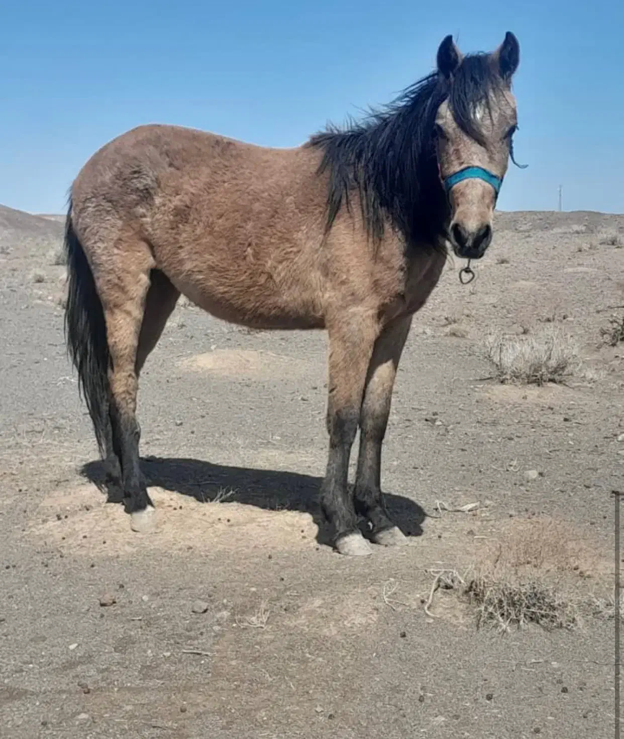 کره اسب مادیان|اسب و تجهیزات اسبسواری|مهدی شهر, |دیوار