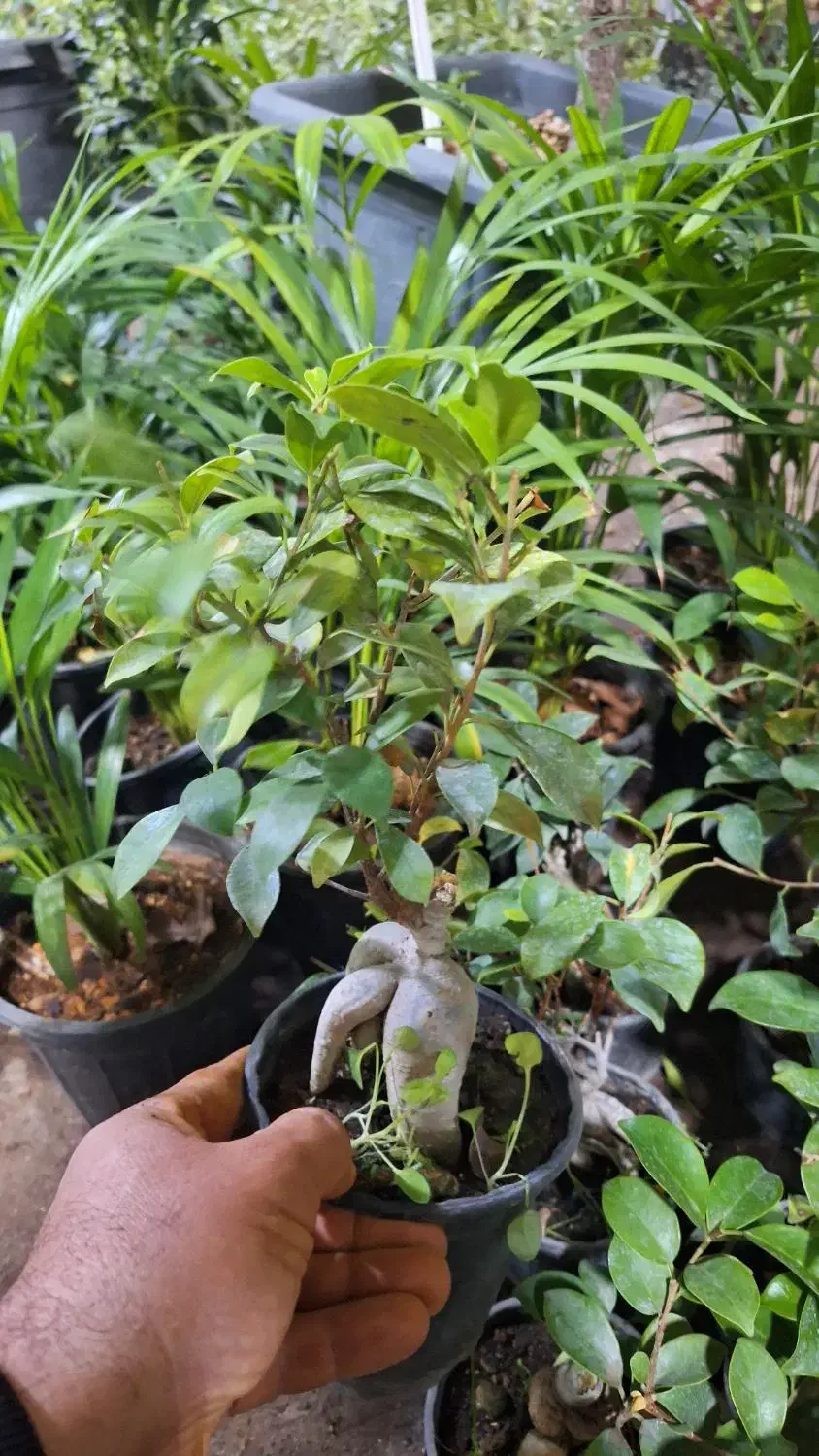 حراج فوق العاده بنسای به مناسبت روز مادر فقط ۱۱۰ ت|گل و گیاه طبیعی|یزد, |دیوار