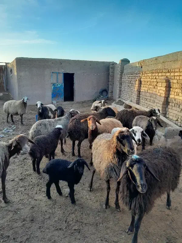 بره و میش|حیوانات مزرعه|بشاریات, |دیوار