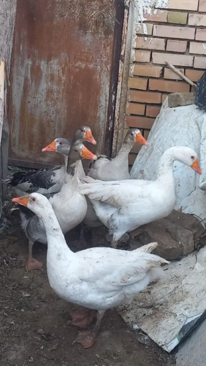 مولد غاز محلی اصیل|حیوانات مزرعه|شاهرود, |دیوار