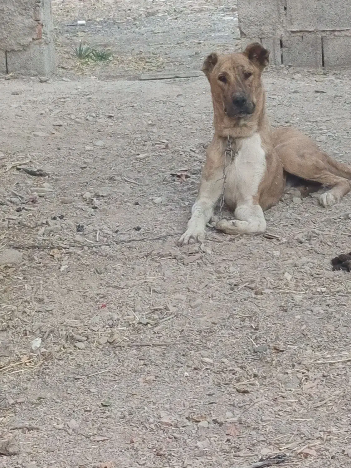 سگ افغان|سگ|زرند, |دیوار