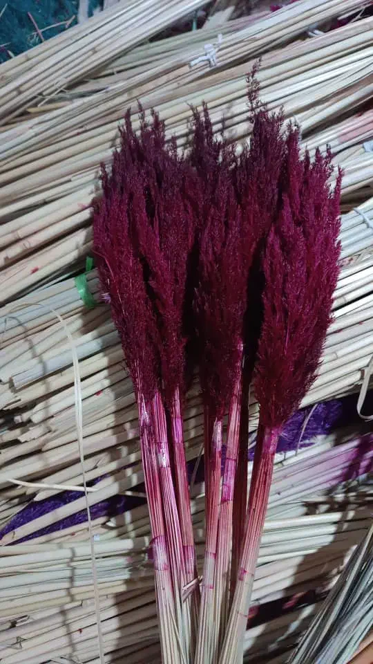 پامپاس گل خشک شب چله زیر قیمت بازار گل|گل مصنوعی|مشهد, امیر|دیوار