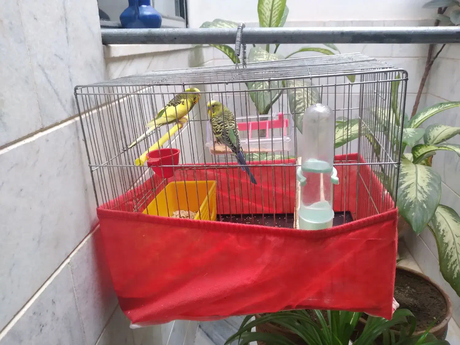 جفت مرغ عشق نر و ماده به فروش میرسد|پرنده|سنقر, |دیوار