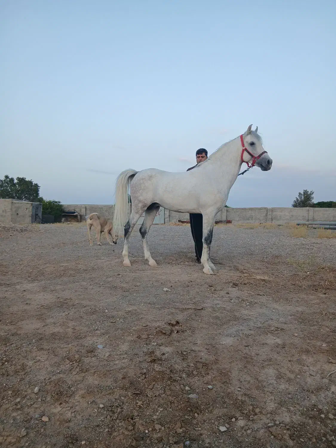 نریان پایه دره شوری نوه طوفان سالار تفت|اسب و تجهیزات اسبسواری|یزد, |دیوار