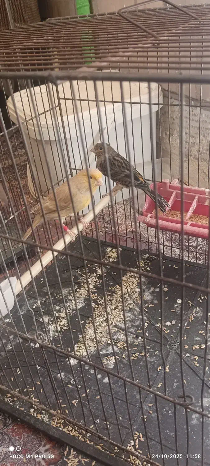 فروش سه عدد ماده قناری|پرنده|اهواز, منازل سپاه|دیوار