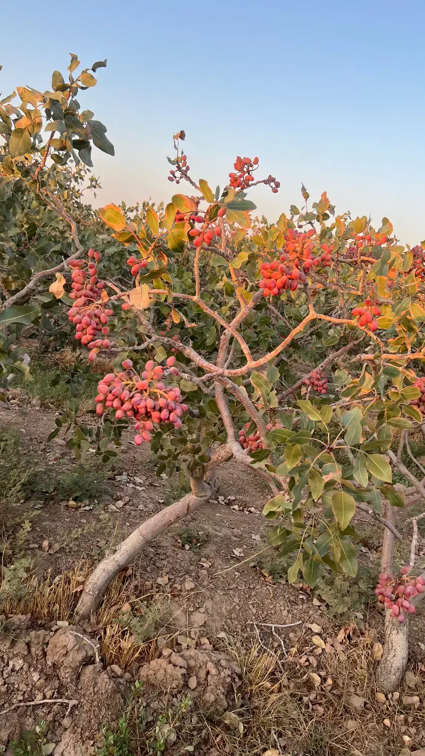 اجاره باغ پسته بصورت توافقی|اجارهٔ دفتر صنعتی، کشاورزی، تجاری|بردسکن, |دیوار