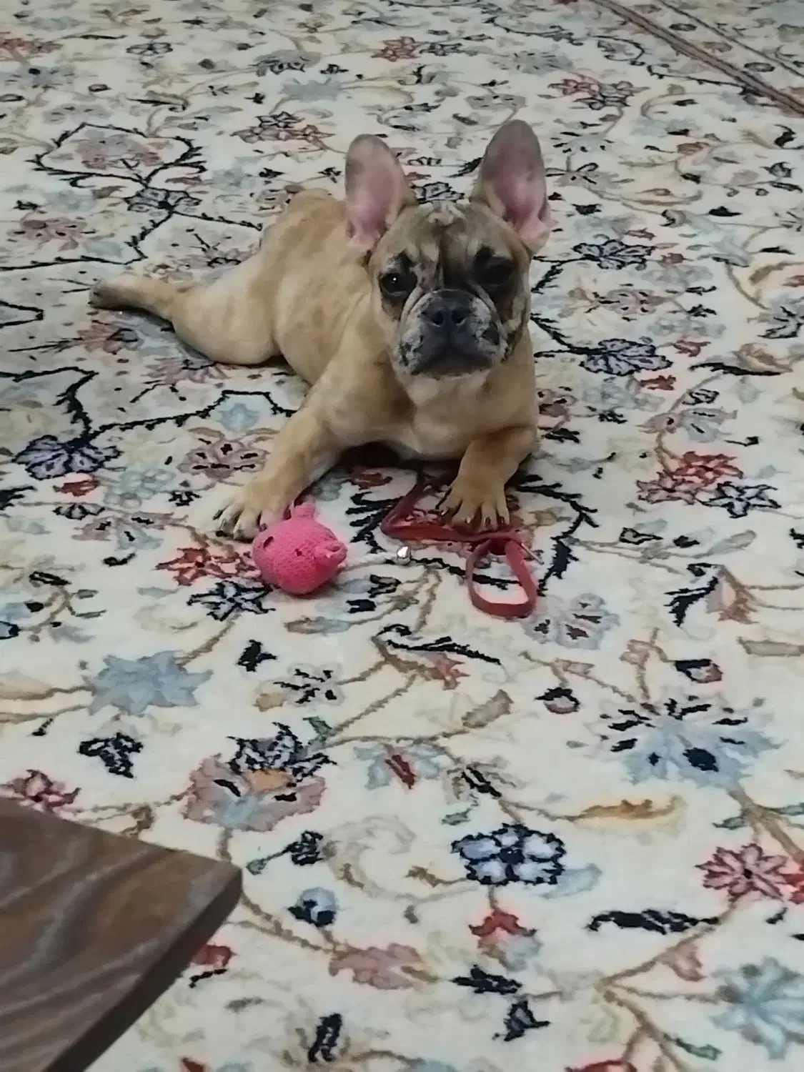 سگ فرنچ بولداگ ماده|سگ|تهران, امیریه|دیوار