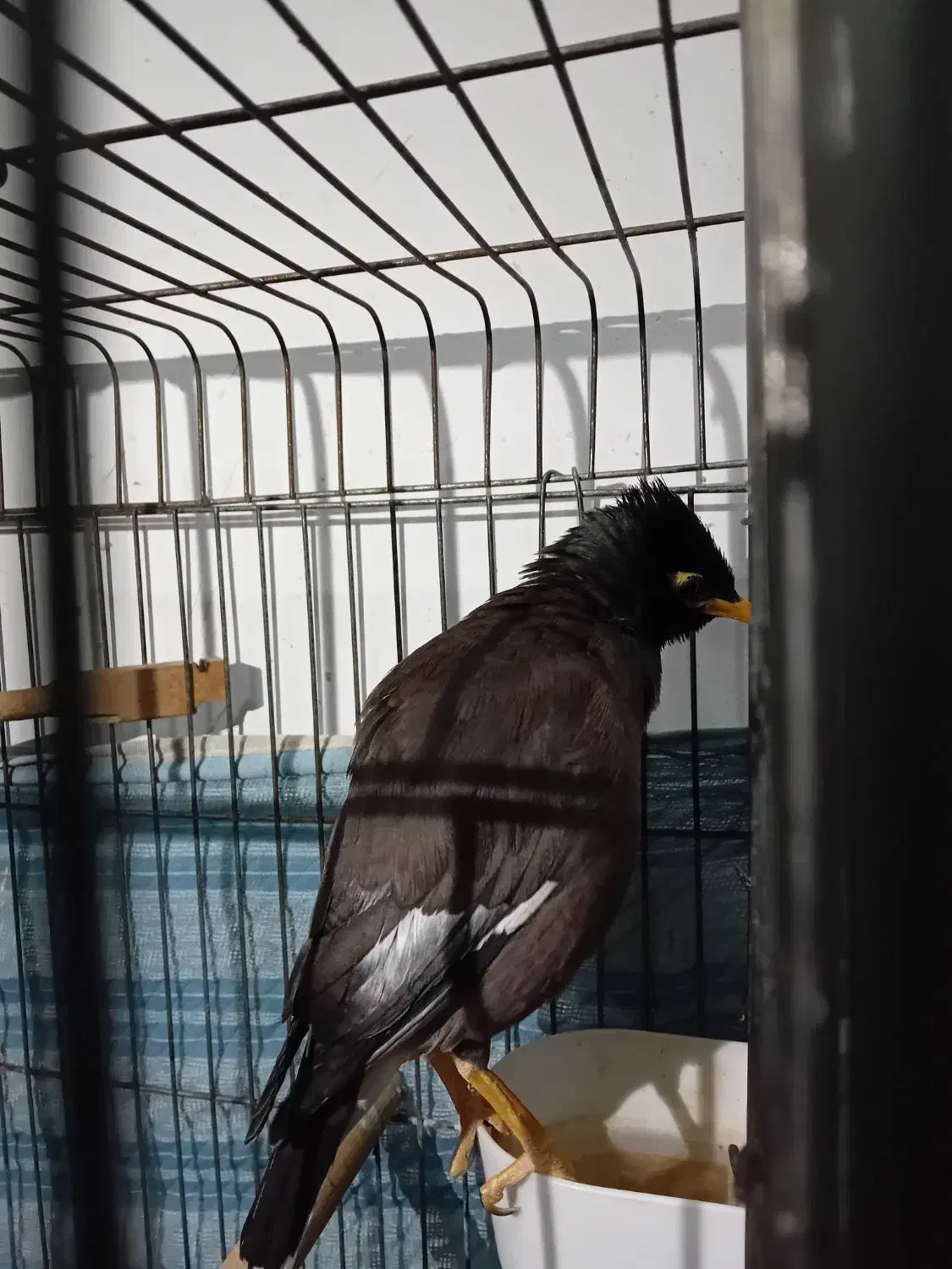 مرغ مینا سخنگو|پرنده|اسلام‌شهر, شهرک سعیدیه|دیوار