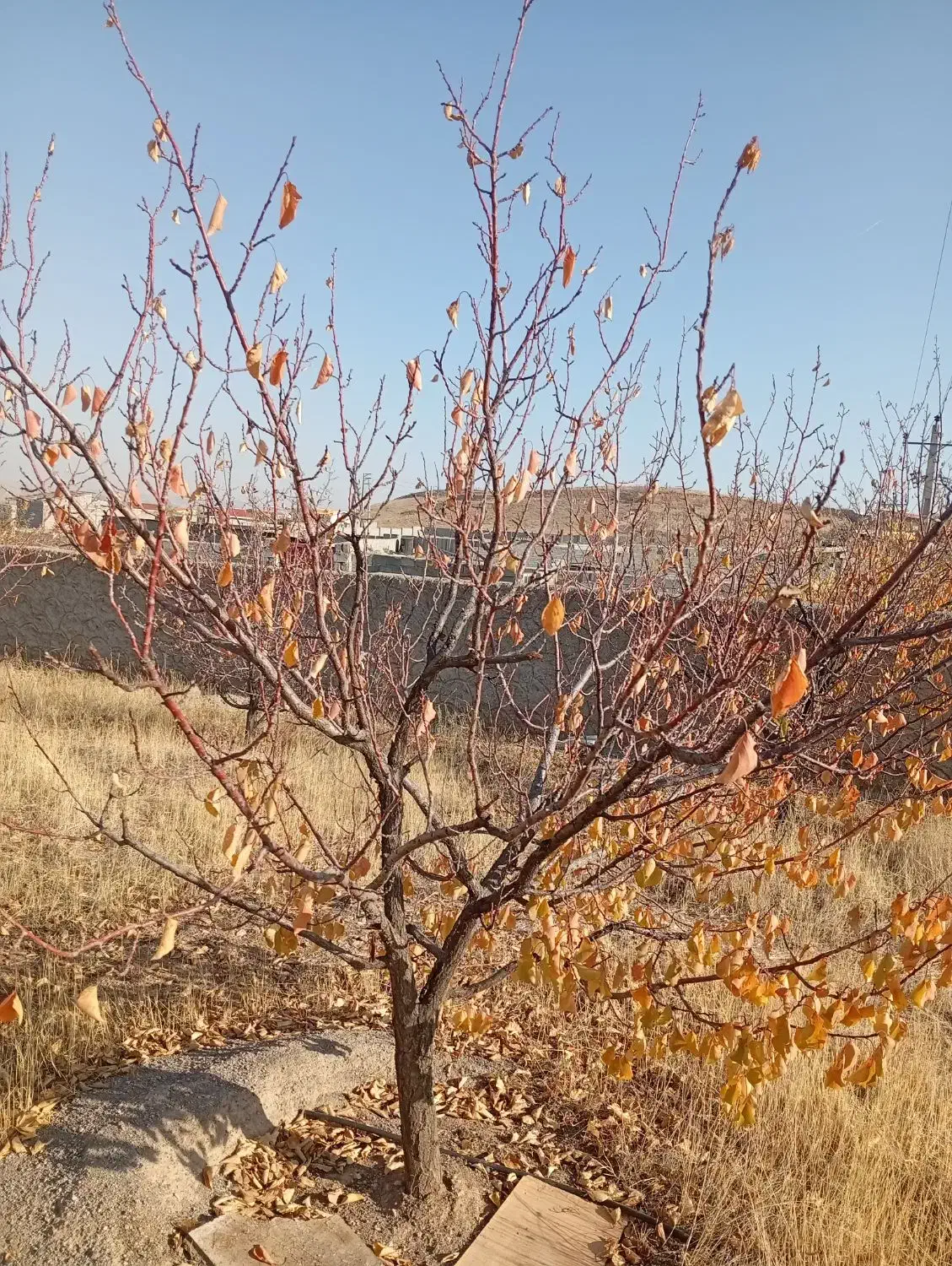 زین آباد ۳۲۰متر|فروش زمین و ملک کلنگی|صوفیان, |دیوار