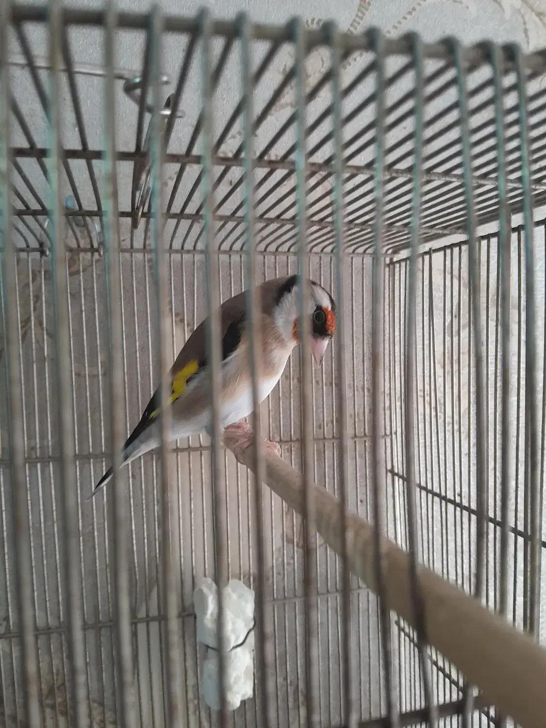 سهره|پرنده|تهران, افسریه شمالی|دیوار