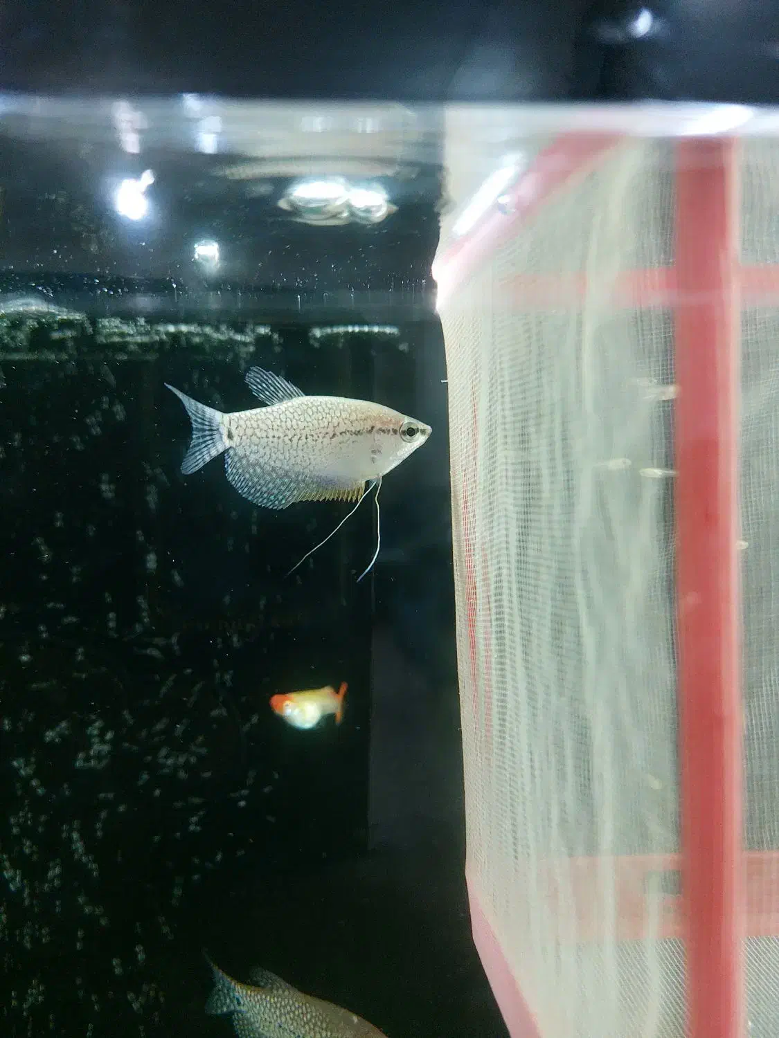 ماهی و آکواریم|ماهی|مرند, |دیوار