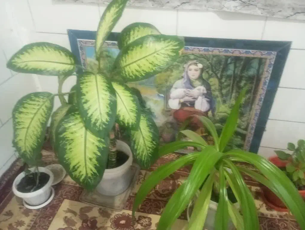 گل آپارتمانی|گل و گیاه طبیعی|فسا, |دیوار