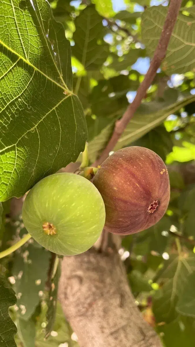 تولید و عرضه انواع انجیر دیم|خدمات باغبانی و درختکاری|یاسوج, |دیوار