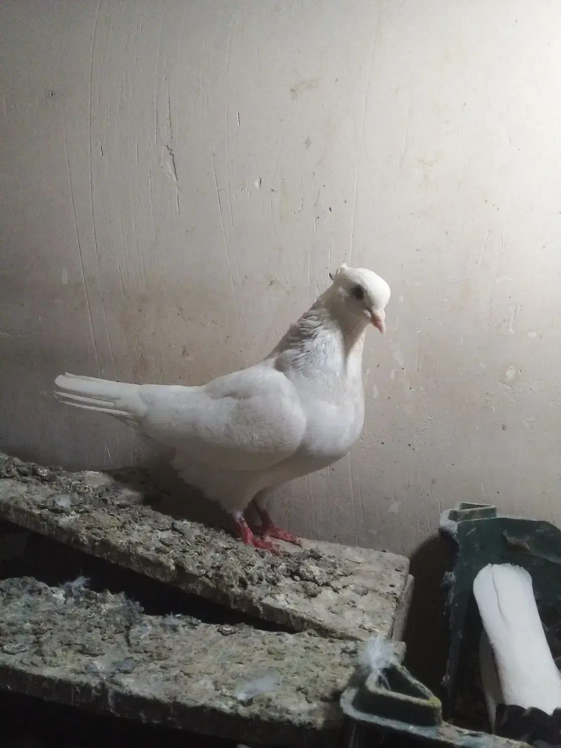 طوقی ابی|پرنده|قم, ولیعصر|دیوار