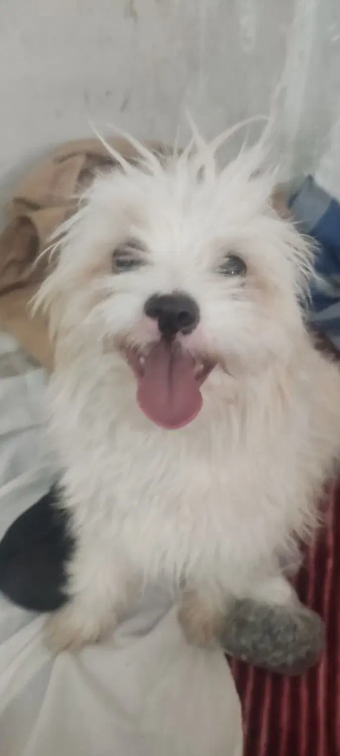 دو تا سگ شیتزو خوشگل و بازی خوش. بی صدا|سگ|بیرجند, |دیوار