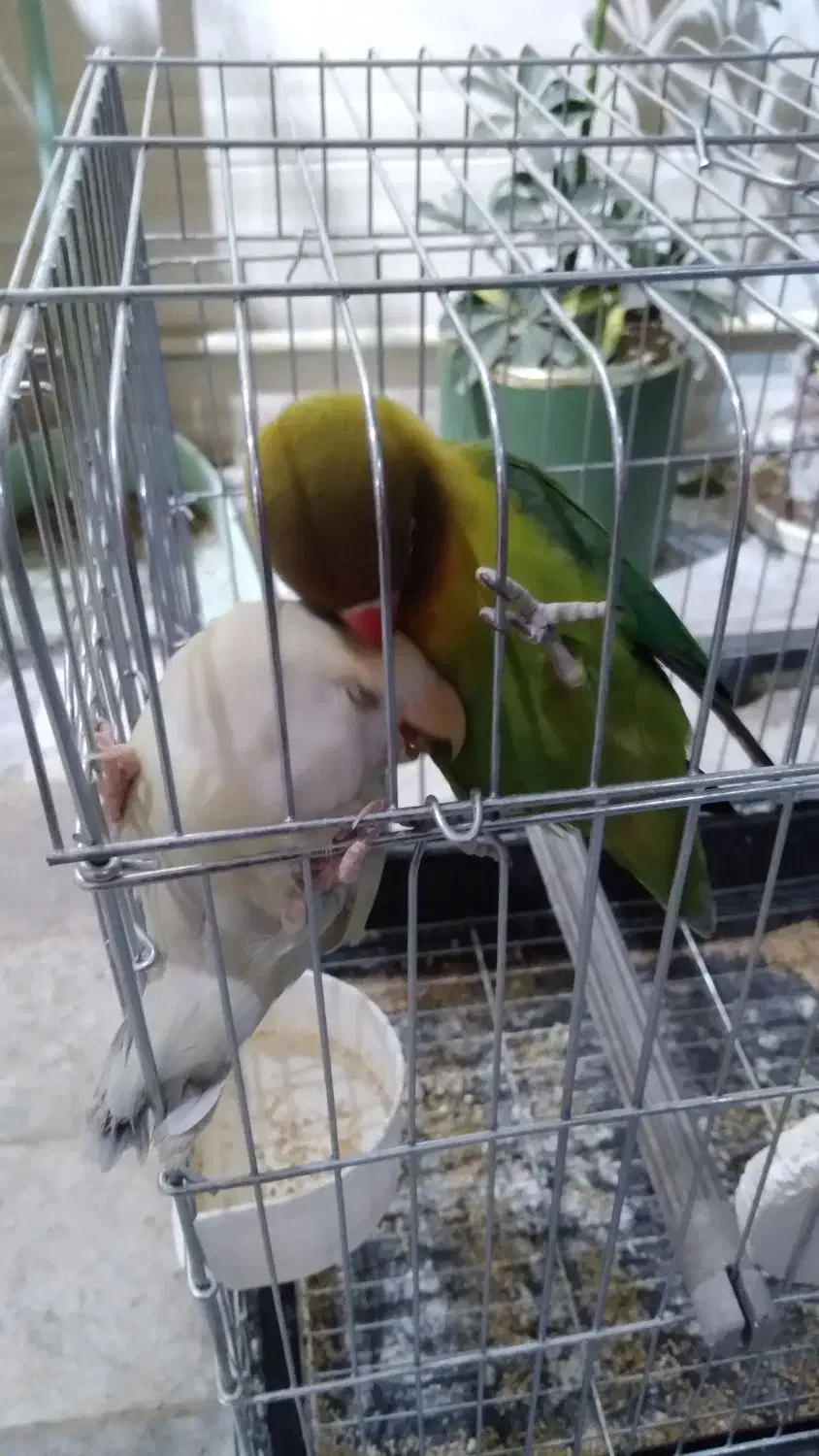 طوطی برزیلی نروماده|پرنده|بروجرد, |دیوار