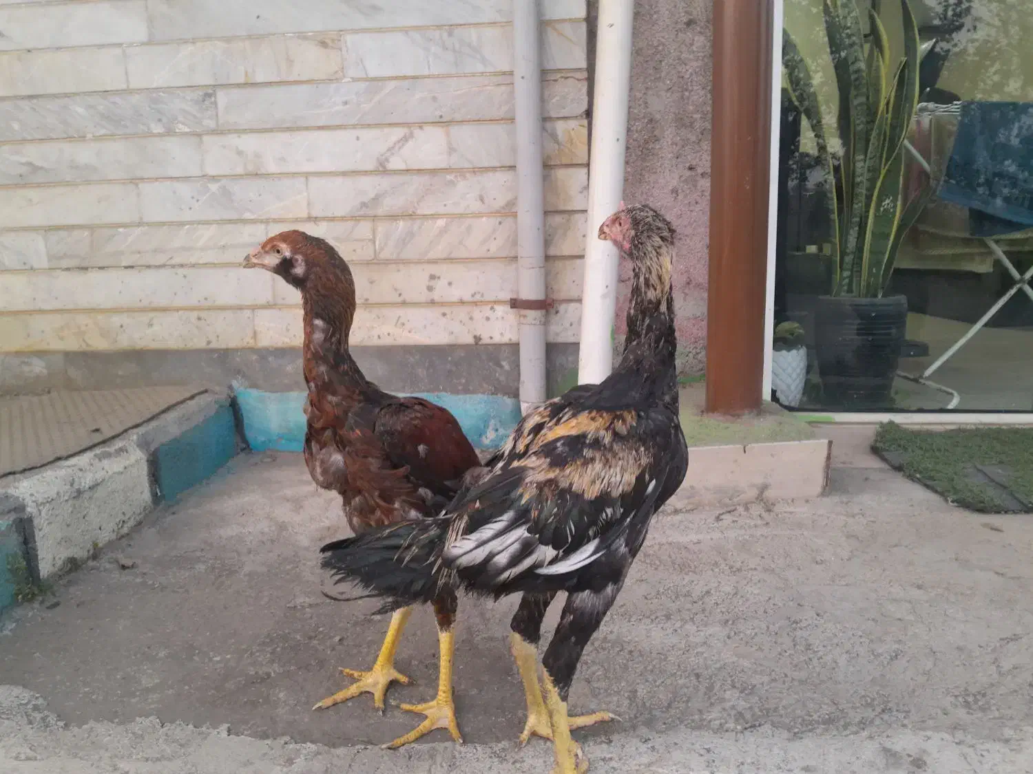 خروس لاری|حیوانات مزرعه|رشت, لاکان|دیوار