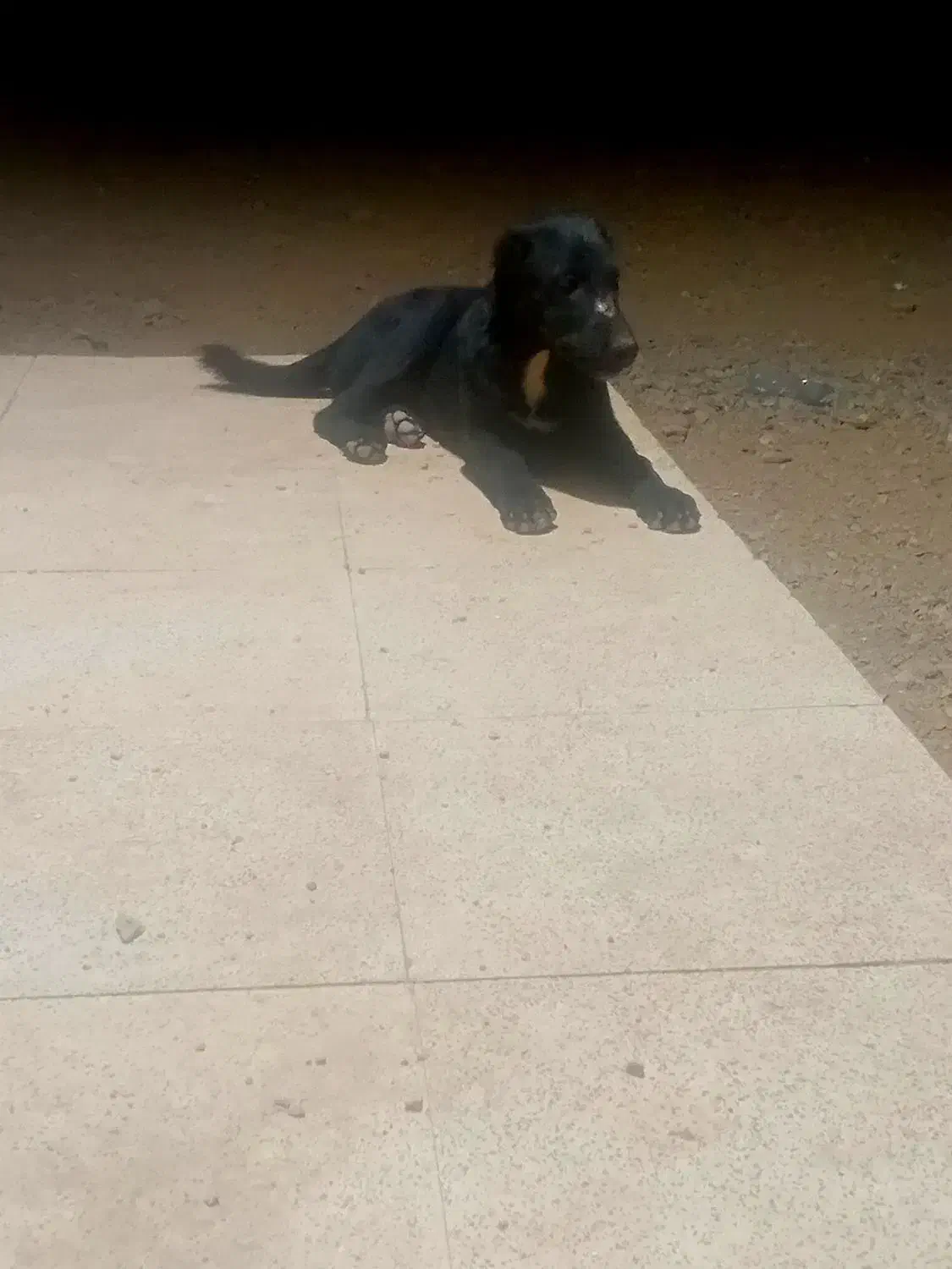 سگ‌گله|سگ|پیشوا, |دیوار