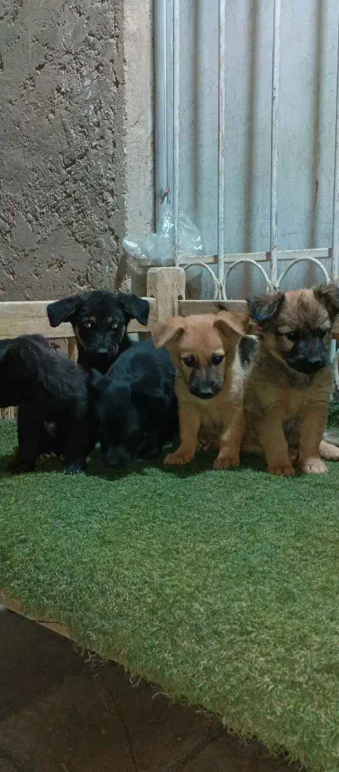 واگذاری ژرمن سایز ریز|سگ|شیراز, منطقه هوایی شهید دوران|دیوار