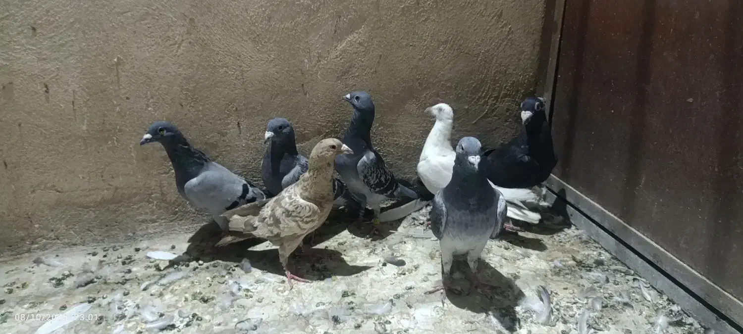 کفتر مسافتی پلاکی|پرنده|قم, انسجام|دیوار