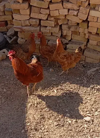 مرغ خروس  و خرگوش|موش و خرگوش|خواف, |دیوار