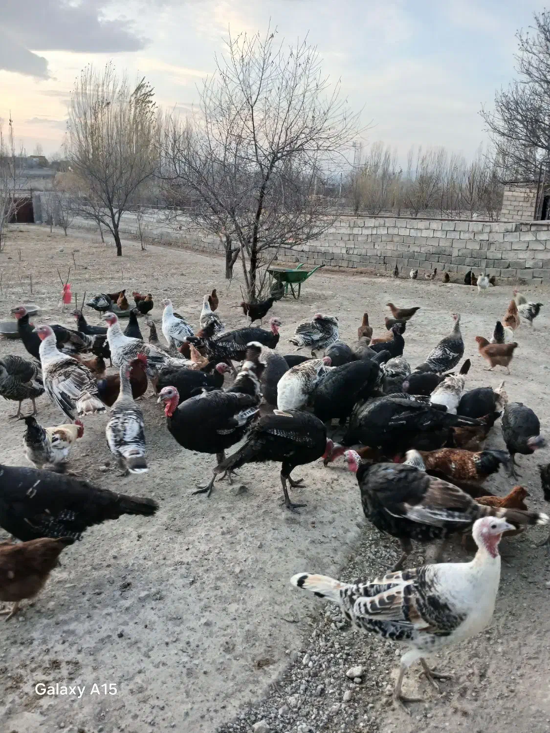 فروش مرغ و خروس وبوقلمون|حیوانات مزرعه|مشگین شهر, |دیوار