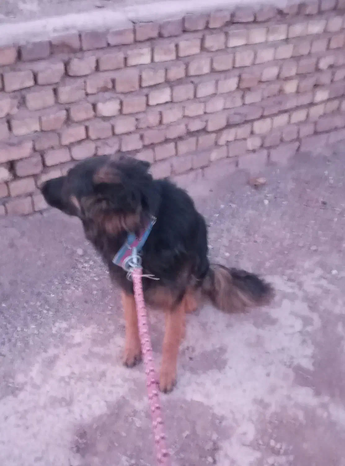 فروش ژرمن ومعاوضه|سگ|رفسنجان, |دیوار