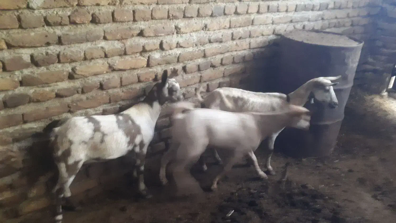 بز صلاله اهویی|حیوانات مزرعه|نوشین شهر, |دیوار