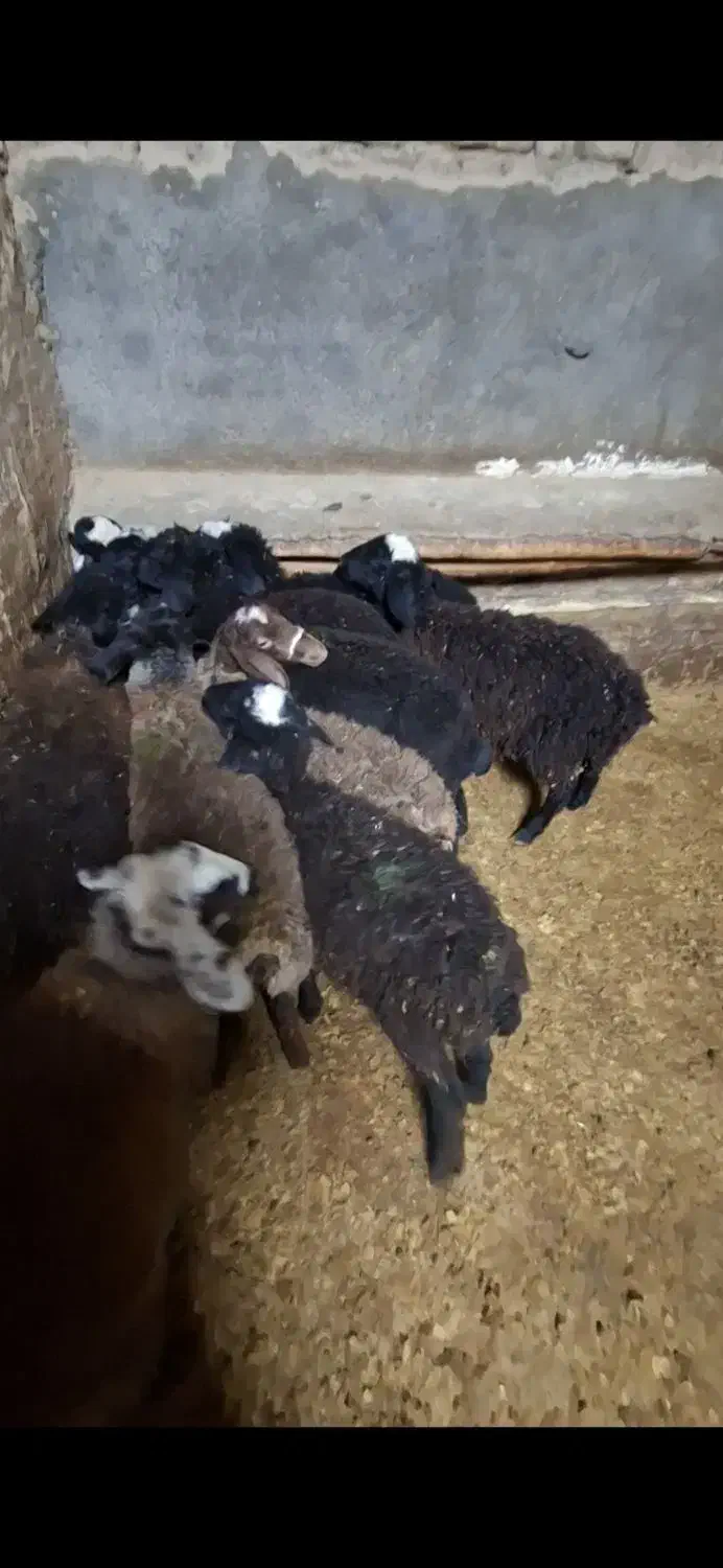 بره نر و ماده|حیوانات مزرعه|آبگرم, |دیوار