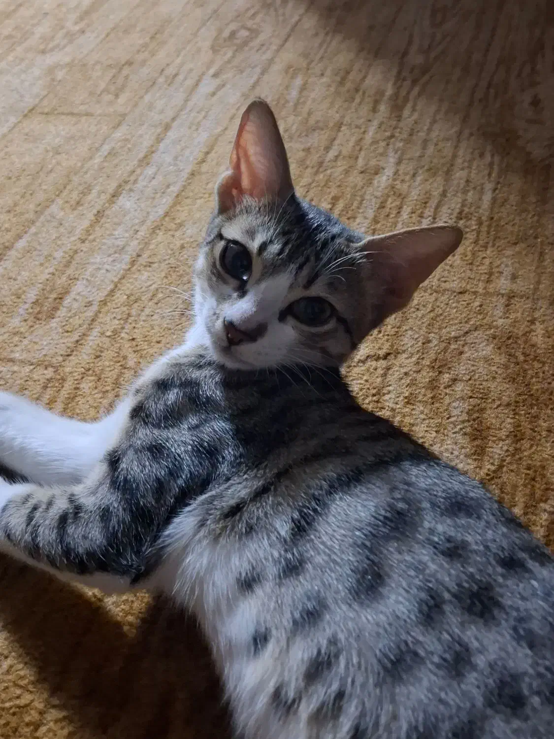 گربه گم شده|حیوانات|رشت, خرسندی|دیوار