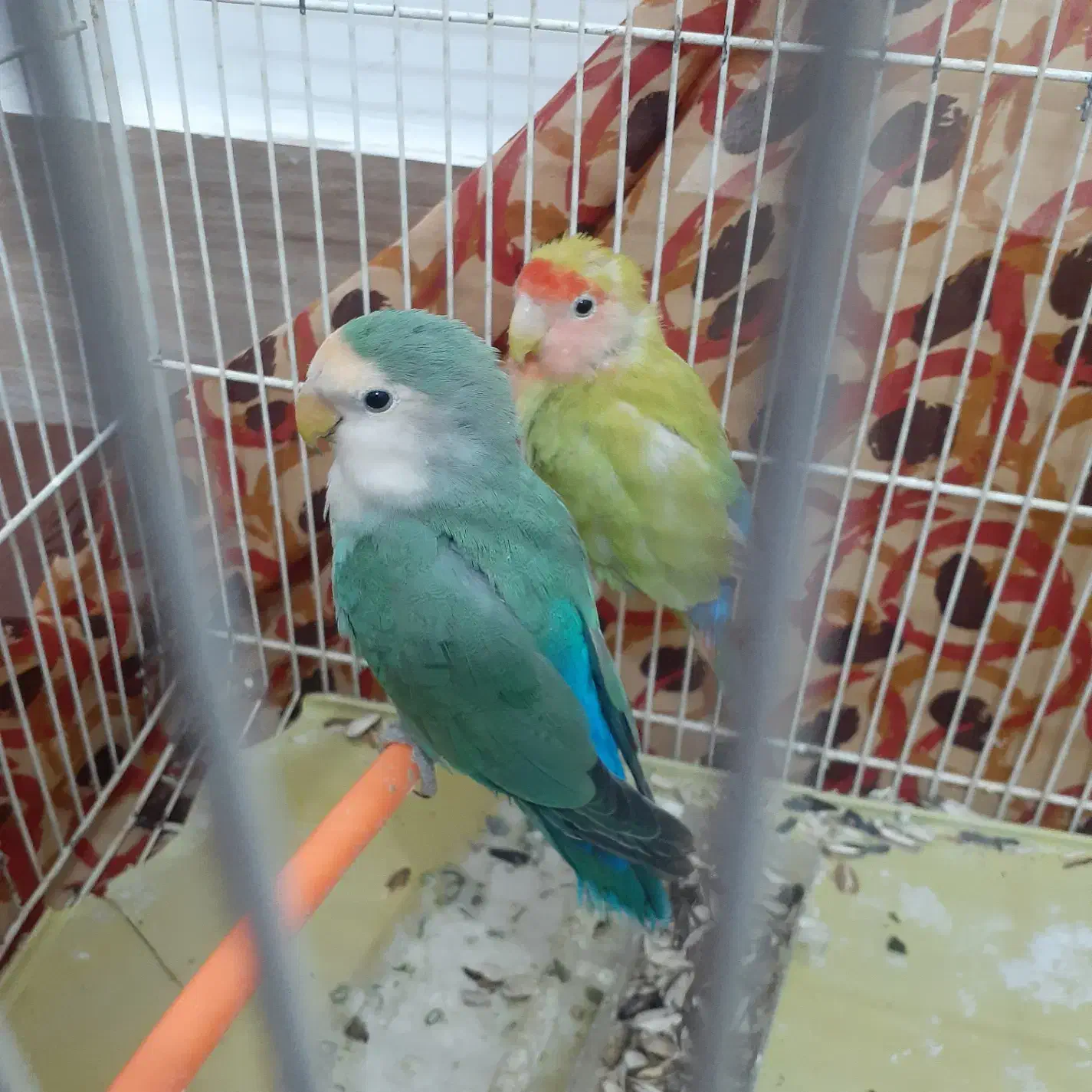 کوتوله|پرنده|تربتحیدریه, بالا ولایت|دیوار